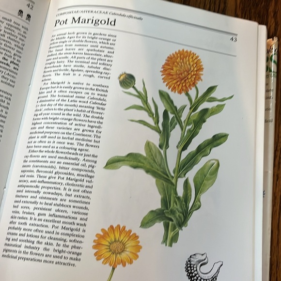 The illustrated book of herbs, their medicinal and culinary uses hard cover - Picture 6 of 14